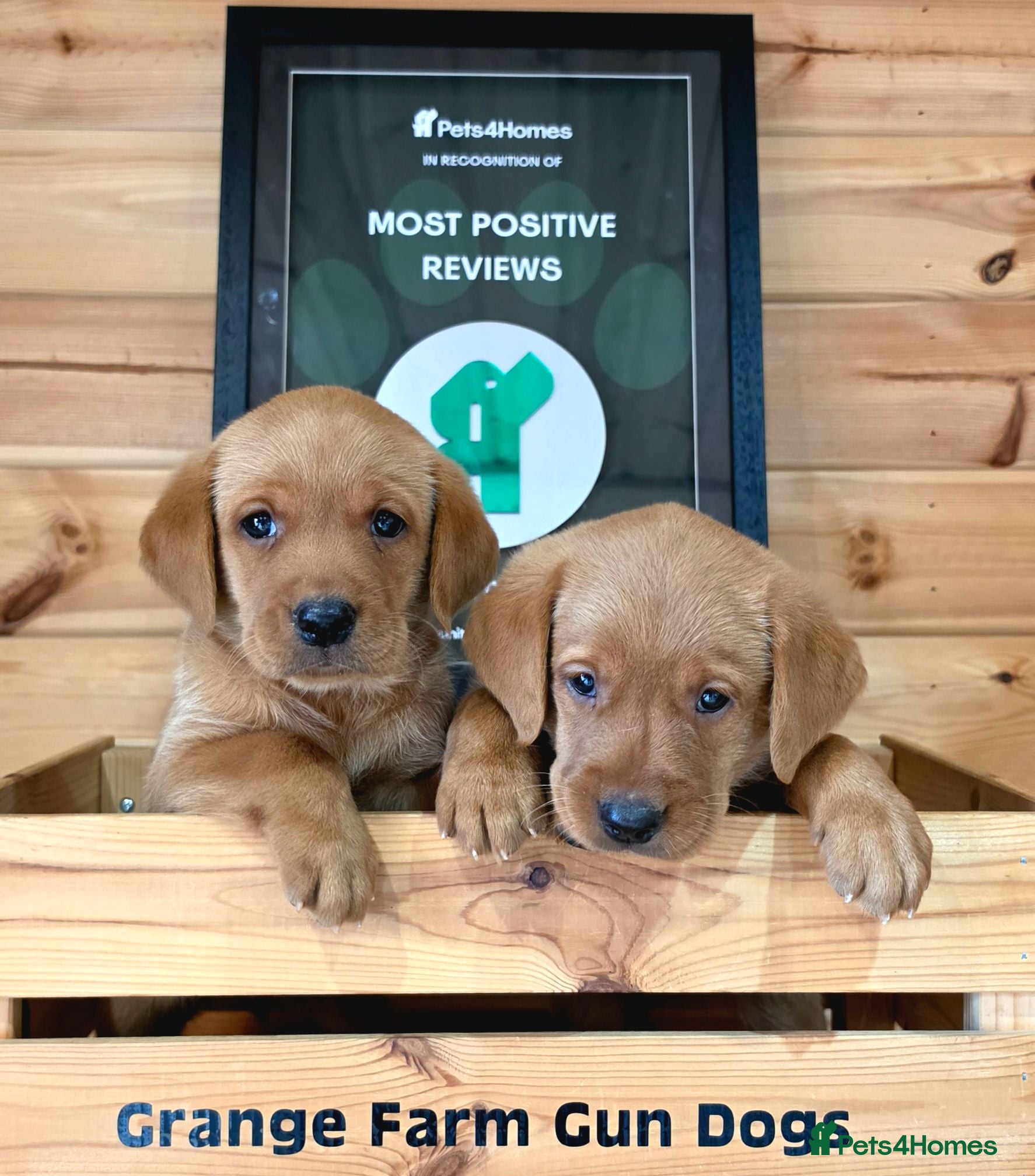 Labrador Retriever dogs 2 BEAUTIFUL CHUNKY KC REG FOX RED LABRADORS - Advert 2