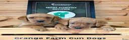 Labrador Retriever dogs for sale: 2 BEAUTIFUL CHUNKY KC REG FOX RED LABRADORS - Advert 2