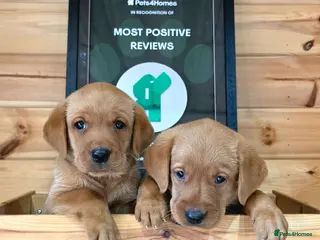 Labrador Retriever dogs 1 BEAUTIFUL CHUNKY BOY KC REG FOX RED LABRADORS - Advert 2