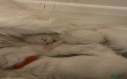 Maine Coon cats for sale: White Maine Coon GCCF - Image 7