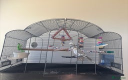 Cockatiels birds for sale: 2x cockatiels for sale and cage/toys - Image 5