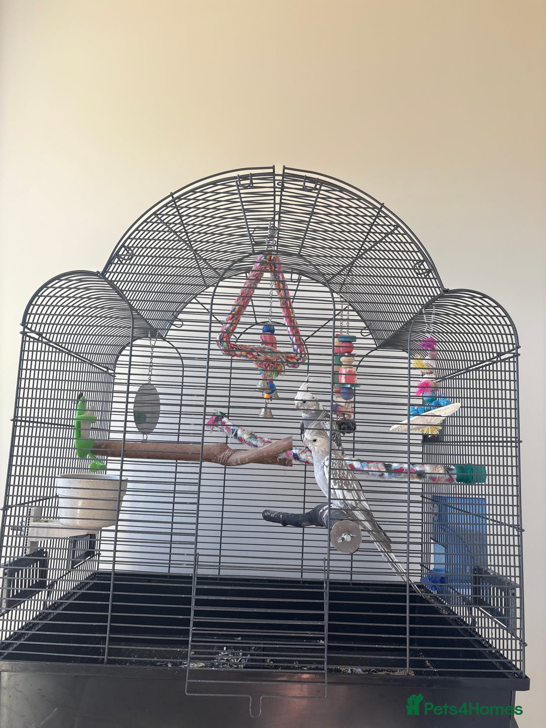 Cockatiels birds for sale: 2x cockatiels for sale and cage/toys - Image 5