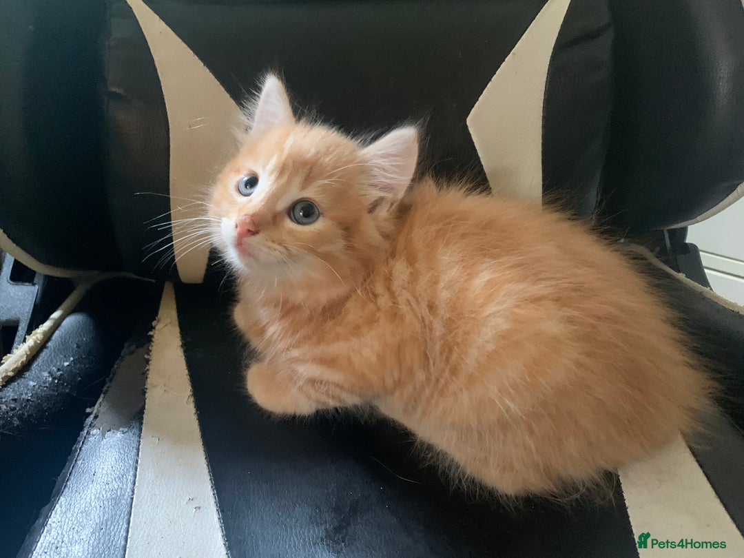 Mixed Breed cats for sale: Five Gorgeous Kittens available now ! - Image 6