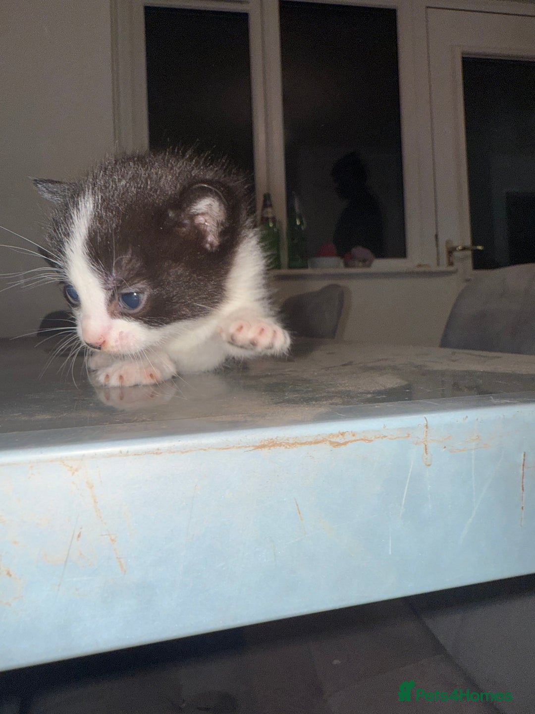 Mixed Breed cats for sale: 3 kittens for sale  - Advert 14