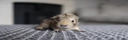 Guinea Pig rodents for sale: Beautiful Baby Guinea Pigs – Ready to Reserve  - Advert 9