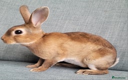 Rex rabbits for sale: Mini Rex babies- various colours & ages - Image 16