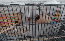 Finches birds for sale: Free Australian Finches - Image 2