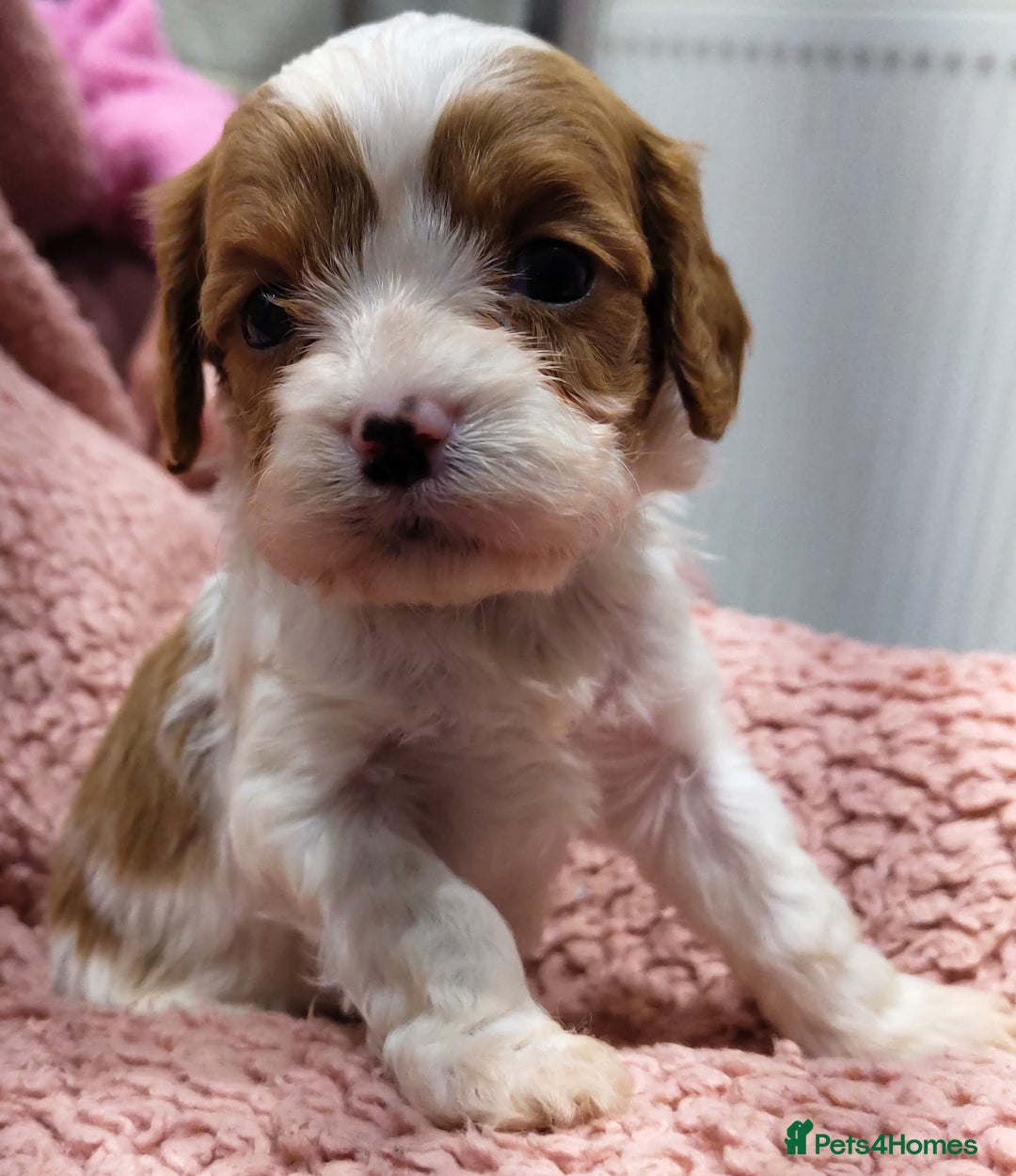 Cavapoo dogs for sale: Amazing quality cavapo litter  - Advert 22