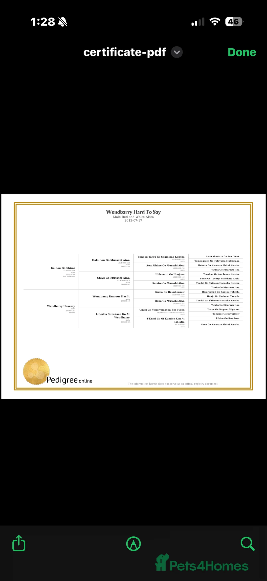 Japanese Akita Inu dogs for sale: Strong Mix Breed Akita Looking For New Home - Advert 5