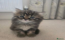 Siberian cats for sale: Siberian cross kitten - Image 16