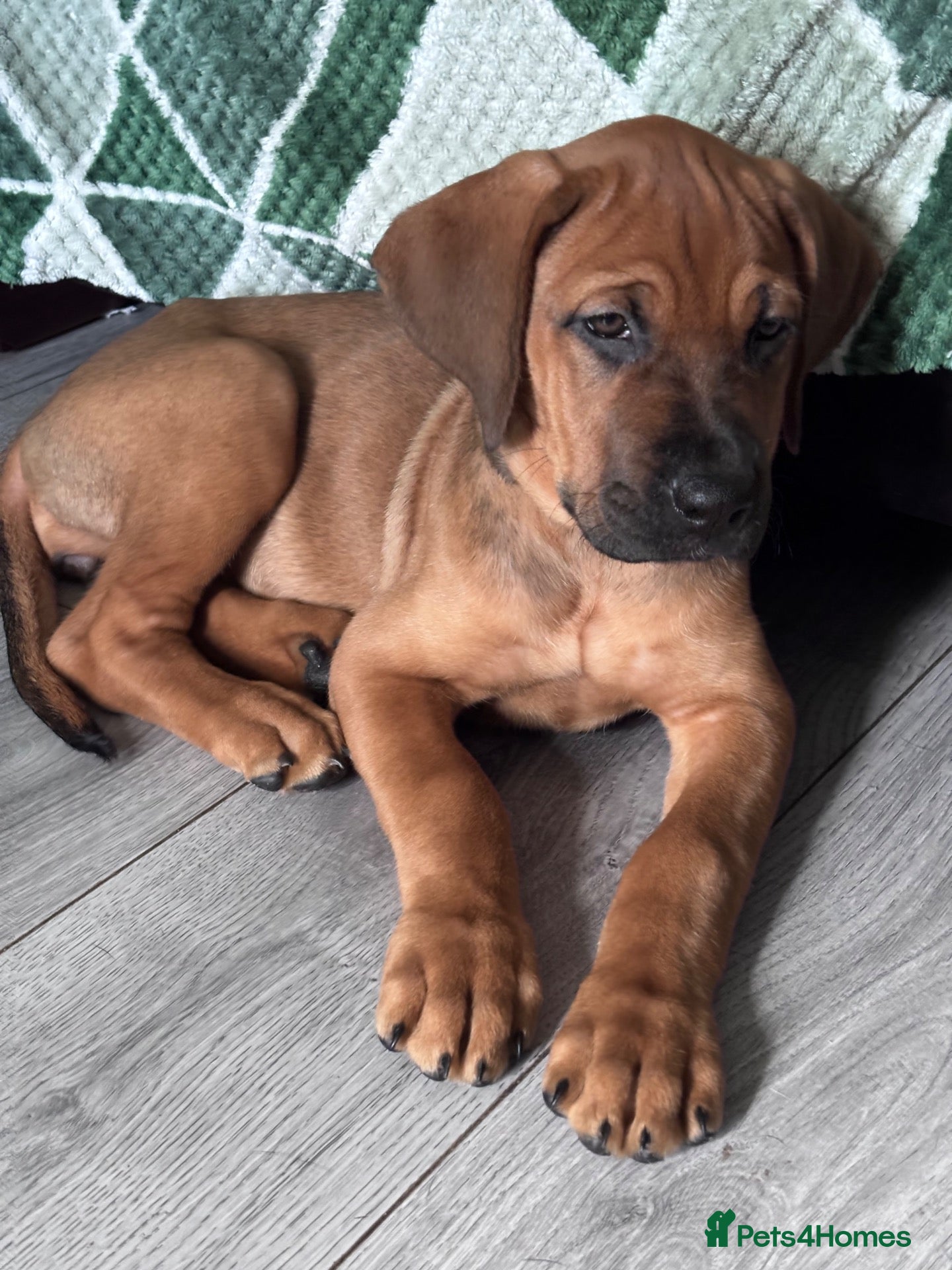 Mixed Breed dogs LAST 3 FEMALES LEFT!! Great Rottie Puppies - Advert 13