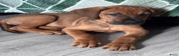 Mixed Breed dogs for sale: URGENT LAST 3 FEMALES LEFT!! Great Rottie Puppies - Advert 4