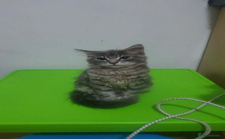 Domestic Shorthair cats - Advert 16