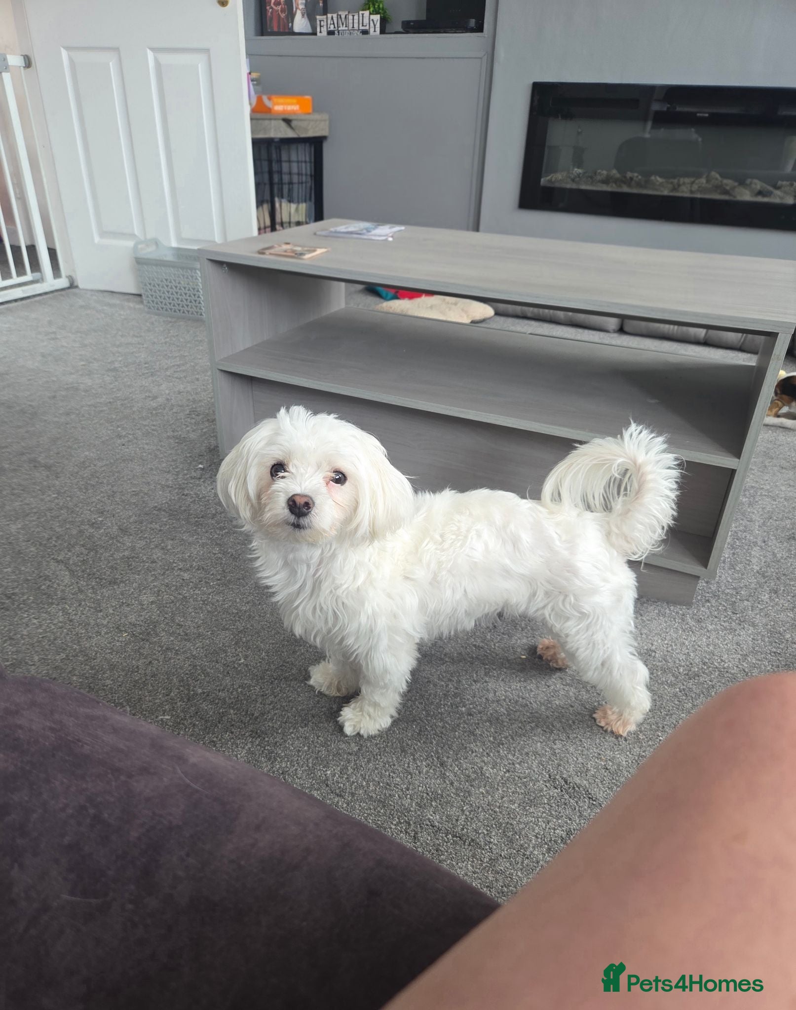 Maltese dogs 2 year old maltese female - Advert 6