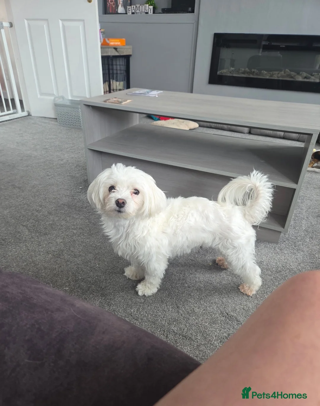 Maltese dogs for sale: 2 year old maltese female in Reading - Advert 1