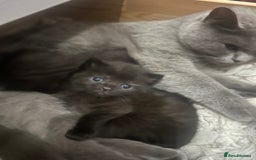 Mixed Breed cats for sale: Beautiful Mixed  - Image 4
