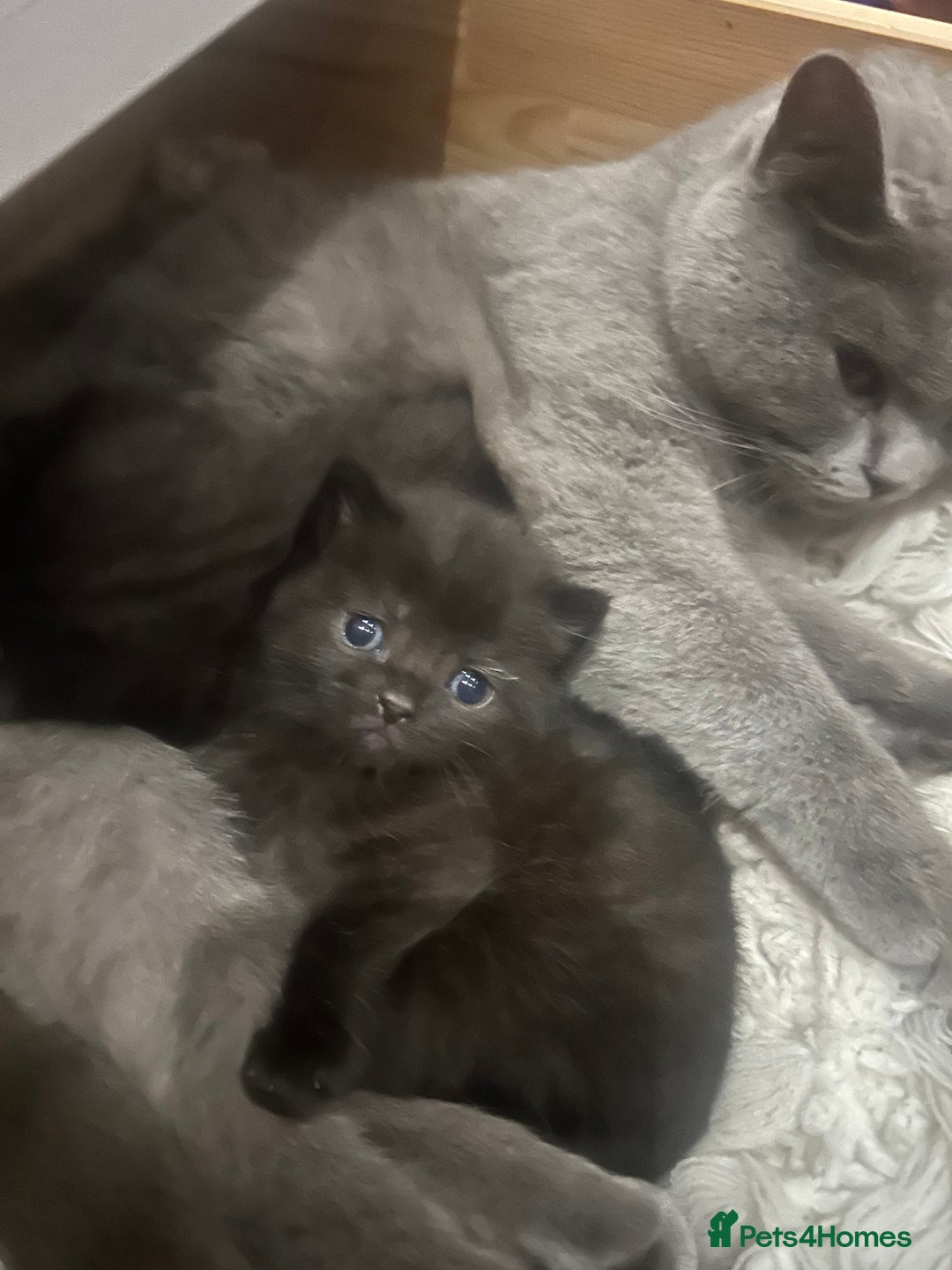 Mixed Breed cats for sale: Beautiful Mixed  - Image 4