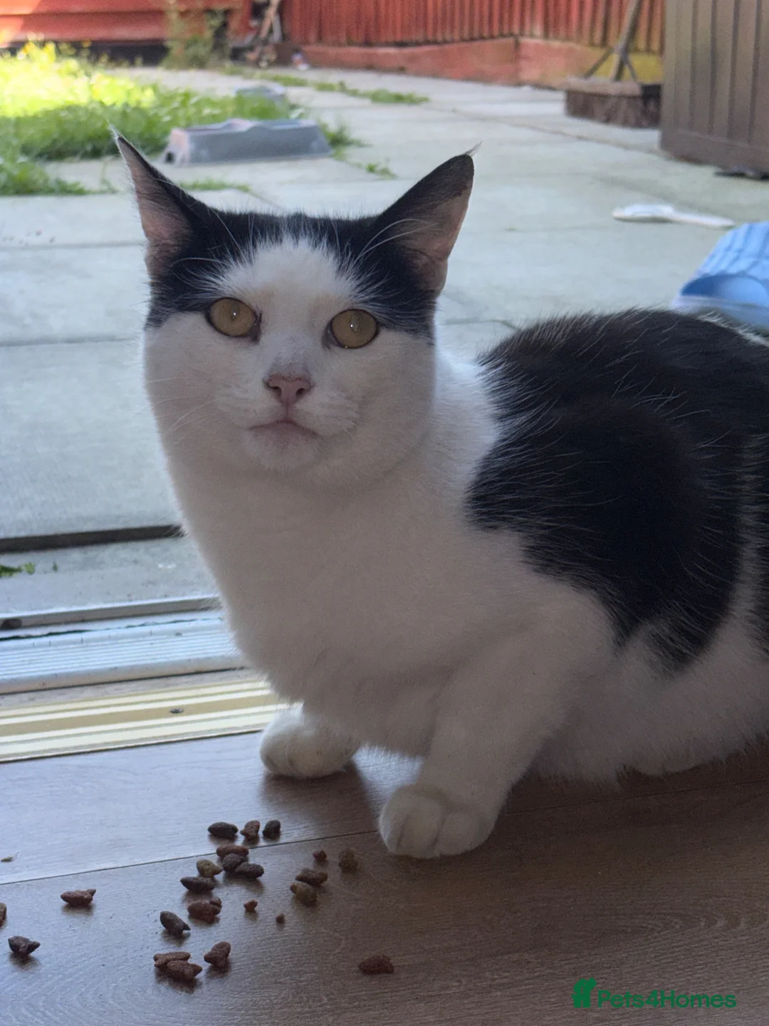 Mixed Breed cats for sale: DOBBY AND YODA - Advert 2