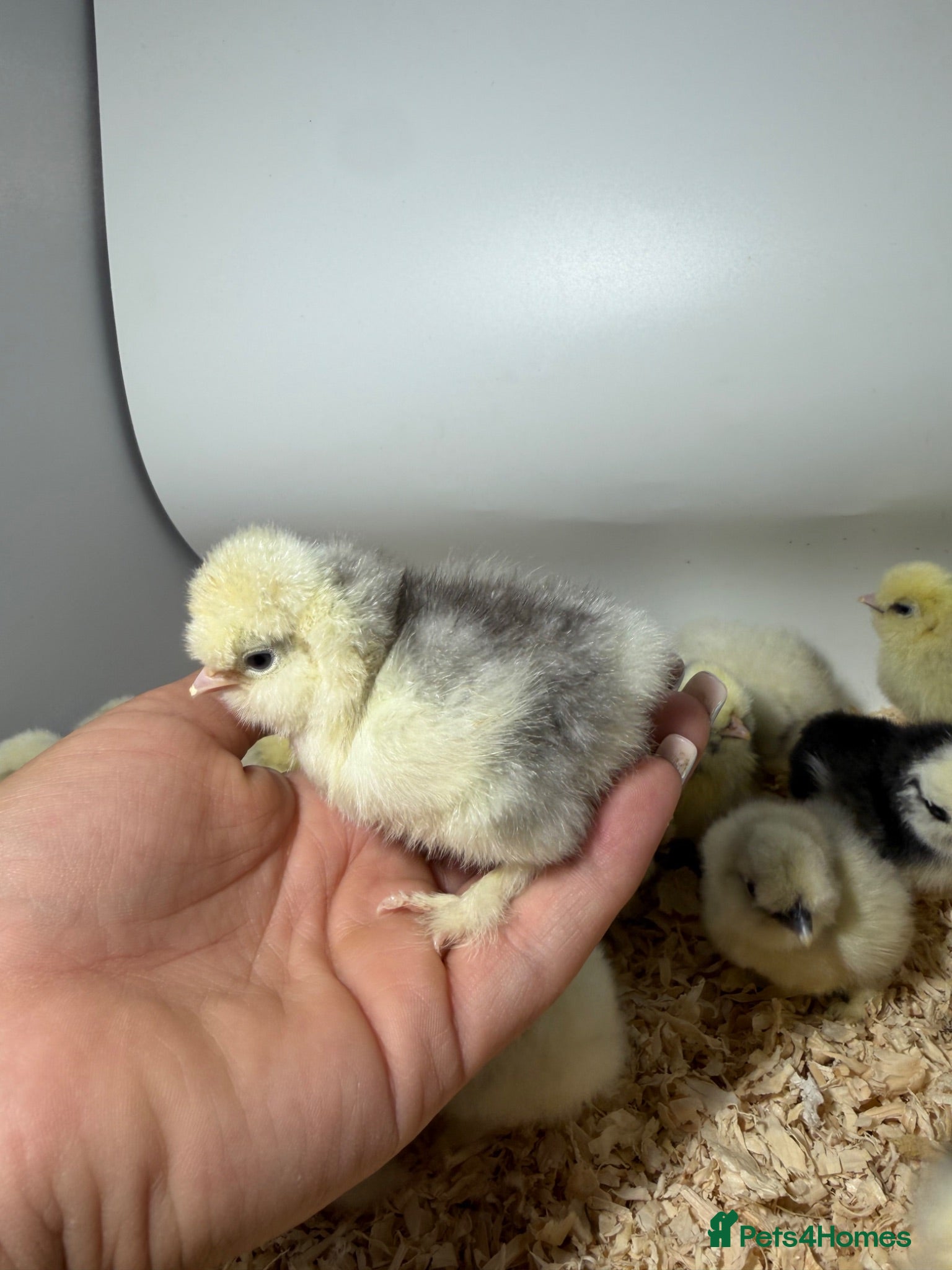Chickens poultry 🐥🐣🥚USA Bearded silkies🐥Vorwerk🐥Brahmas🥚🐣🐥 - Advert 10