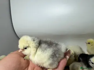 Chickens poultry 🐥🐣🥚USA Bearded silkies🐥Vorwerk🐥Brahmas🥚🐣🐥 - Advert 2