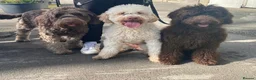Labradoodle dogs for sale: Multigen Labradoodles- Waiting List Now Open! 🐾 - Advert 1