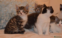 Mixed Breed cats for sale: 6 Adorable Playful Kittens for Sale - Image 20