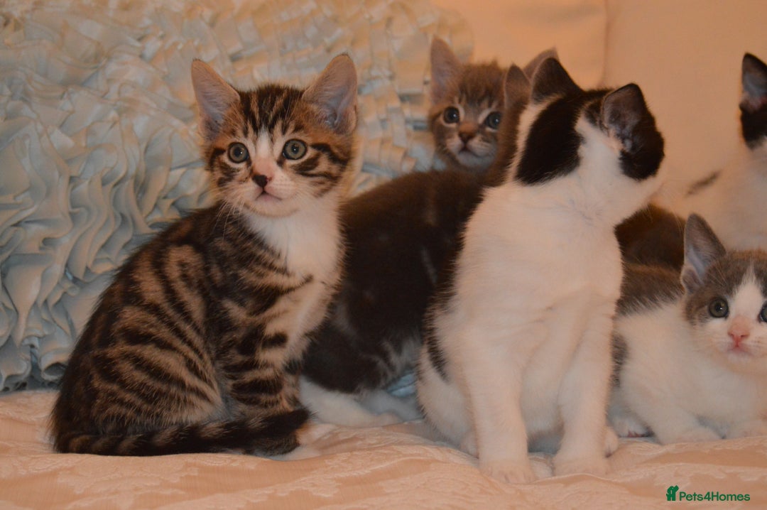 Mixed Breed cats for sale: 6 Adorable Playful Kittens for Sale - Image 20