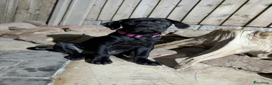 Hot pink collar 