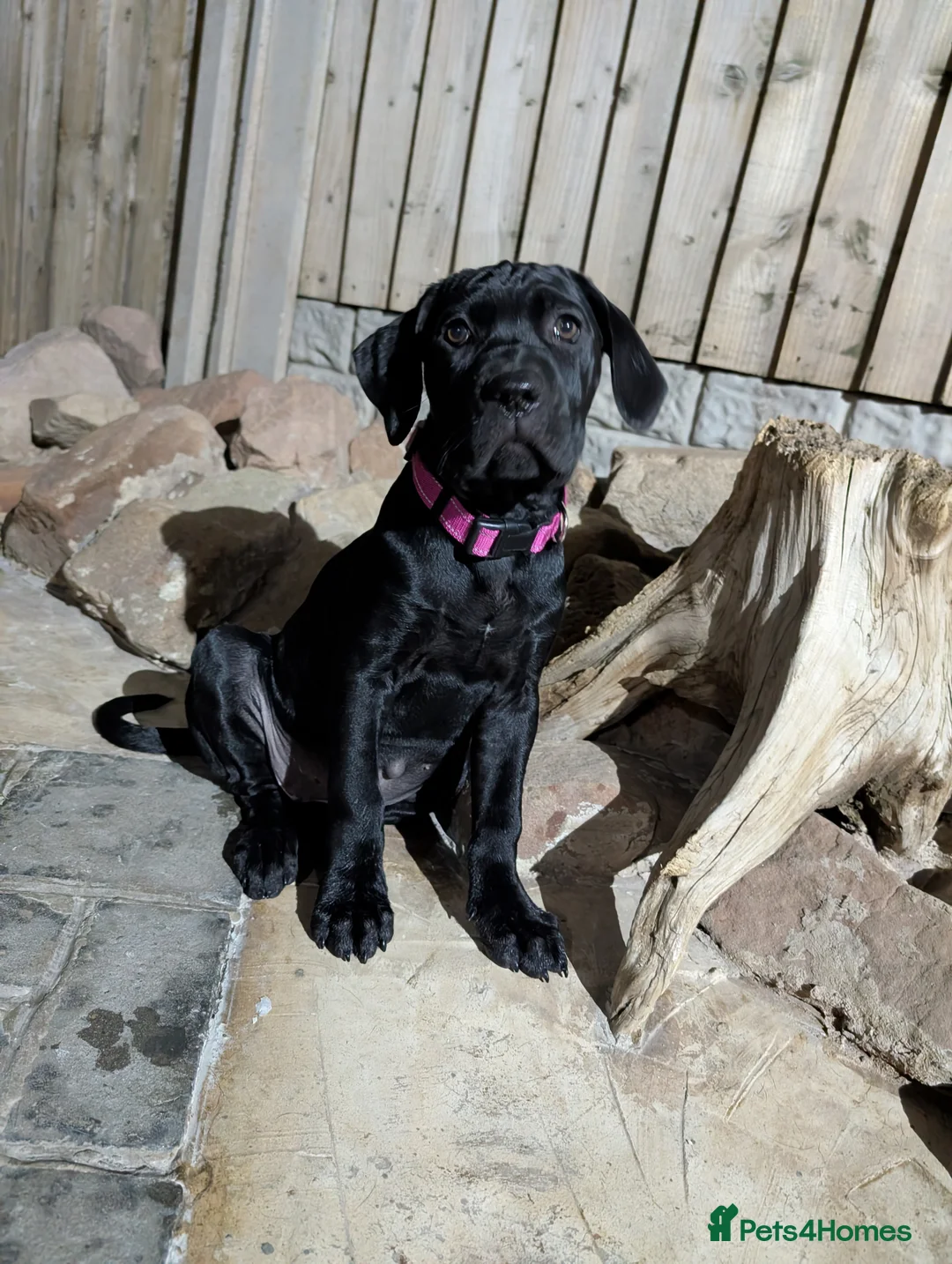 Cane Corso dogs for sale: Black female cane corso puppy  - Advert 16