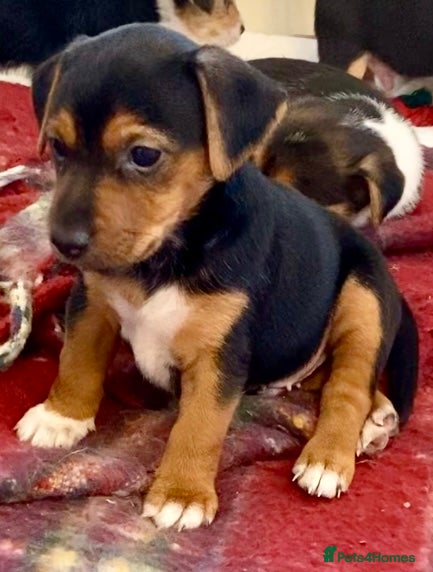 Jack Russell dogs Absolutely stunning litter of puppies - Advert 11