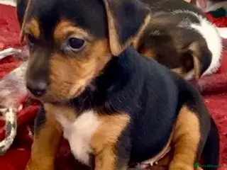 Jack Russell dogs Absolutely stunning litter of puppies - Advert 11