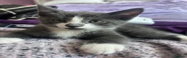 Domestic Shorthair 4
