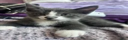 Domestic Shorthair cats for sale: Beautiful grey kittens available now - Advert 5