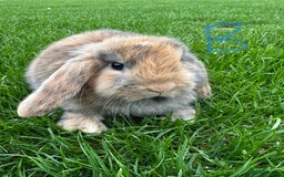 Mini Lop rabbits for sale: Mini Lop Rabbits For Sale  - Image 24