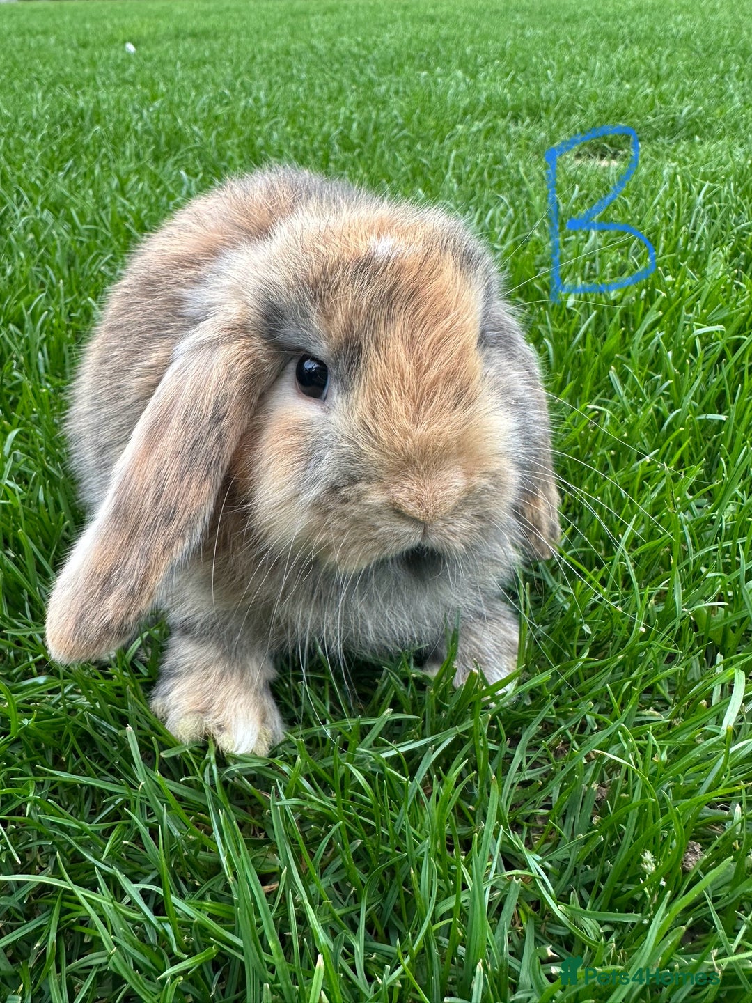 Mini Lop rabbits for sale: Mini Lop Rabbits For Sale  - Image 24