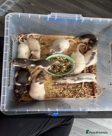 Rat rodents for sale | Pets4Homes