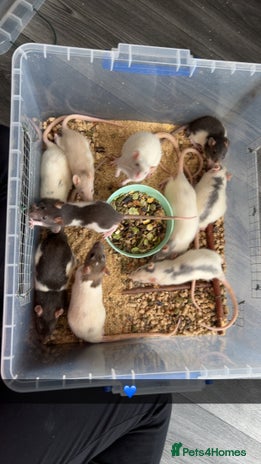 Buy Rats Rat rodents for sale | Pets4Homes