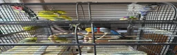 Budgerigars birds for sale: Budgies  - Advert 6