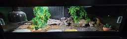 Leopard Gecko reptiles for sale: Leopard gecko with 50 gallon reptile tank. - Advert 4