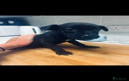Patterdale Terrier dogs for sale: Patterdale terrier male puppy - Image 3