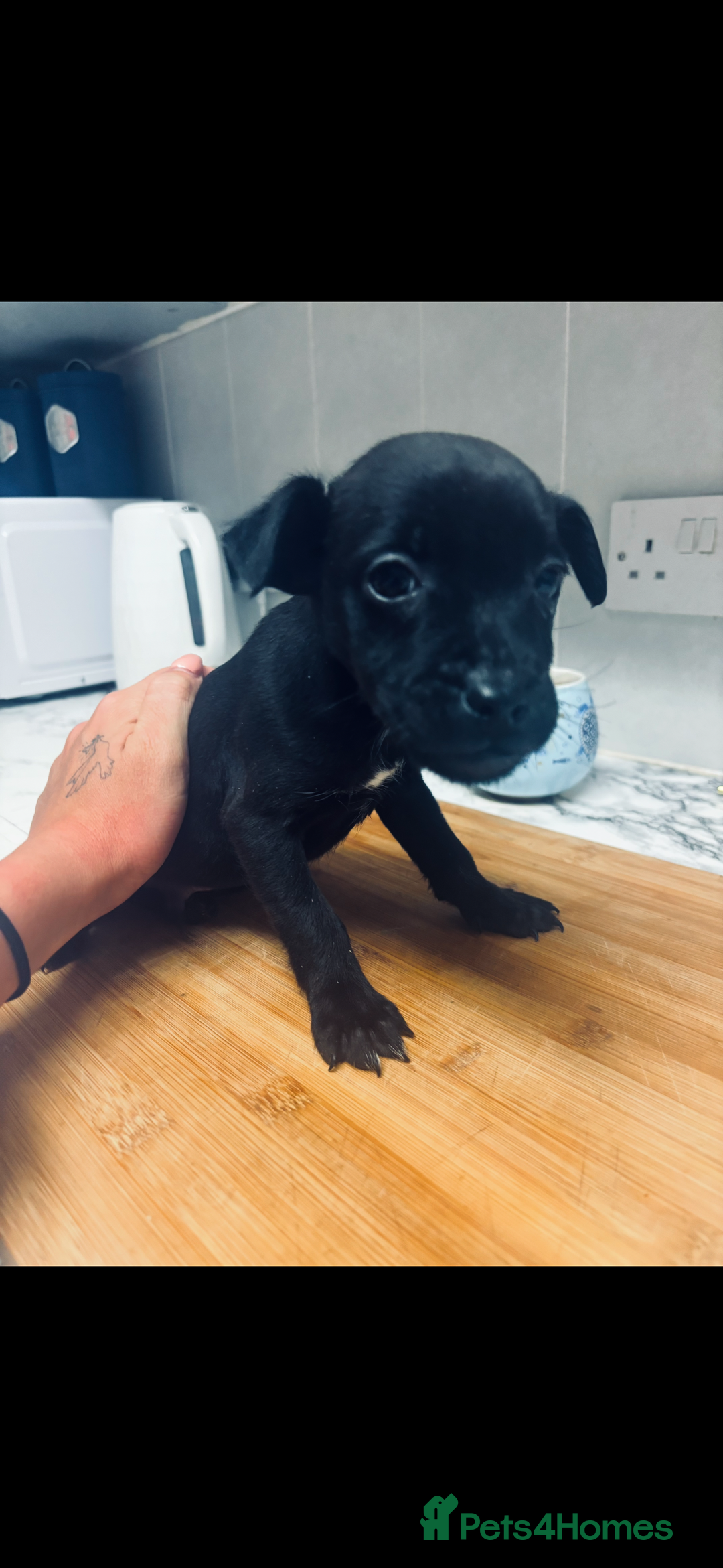 Patterdale Terrier dogs for sale: Patterdale terrier male puppy - Image 3