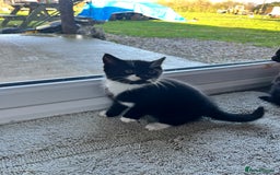 Mixed Breed cats for sale: Kittens for sale  - Advert 4