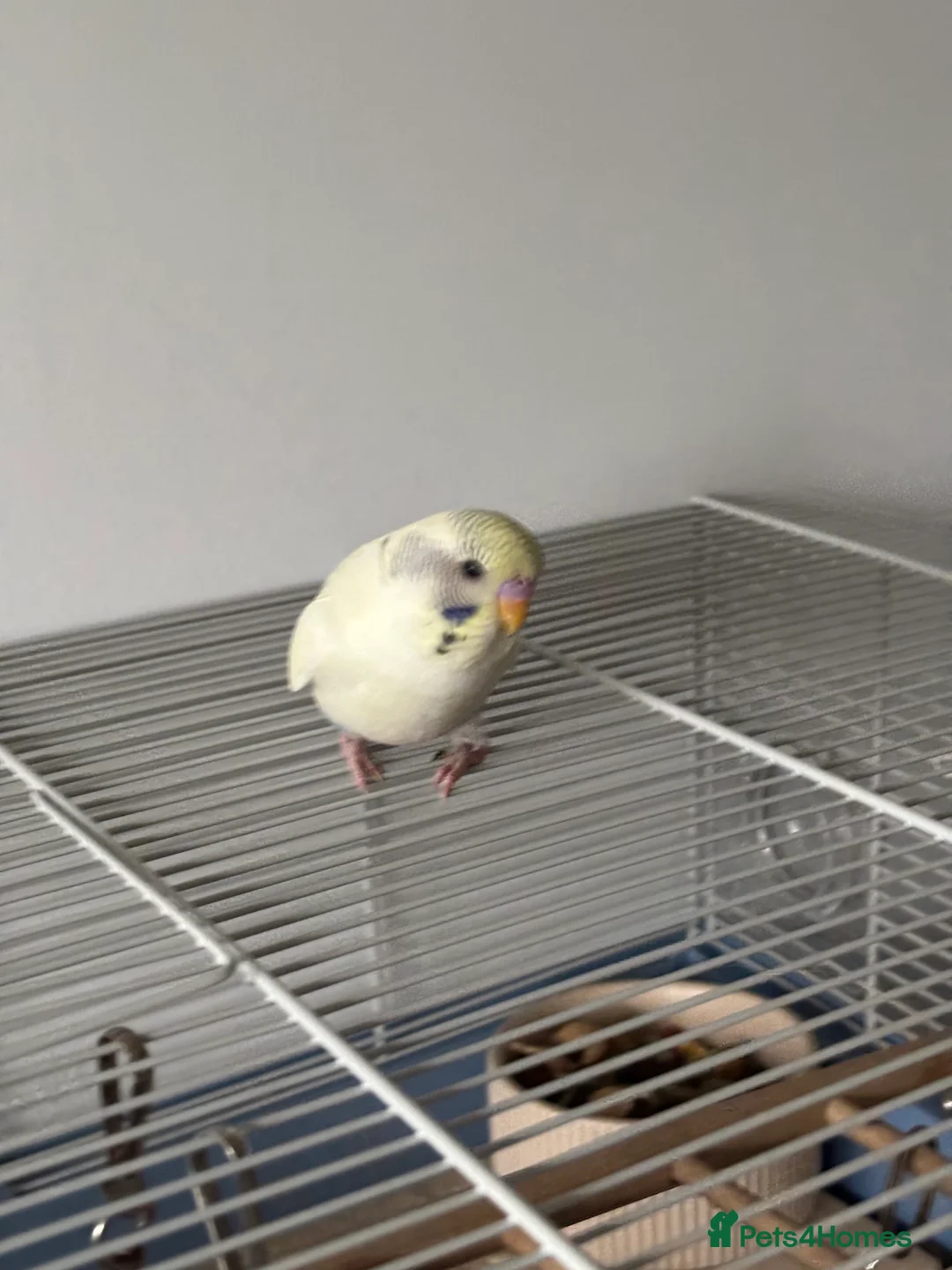 Budgerigars birds for sale: Unique Male Budgie - Advert 4