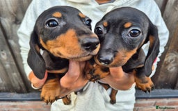 Miniature Dachshund dogs for sale: Miniature smooth dachshund puppies  - Image 10