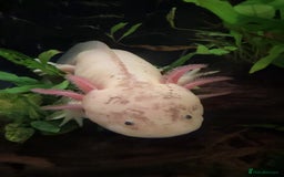 Axolotl reptiles for sale: 2 Beautiful Axolotl Boys Leucistic & Golden Albino - Image 4