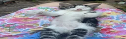 Mixed Breed cats for sale: 4 Gorgeous Ragdoll Cross Kittens - Advert 10