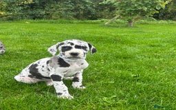 Great Dane dogs for sale: Outstanding litter of Great Danes  - Image 20