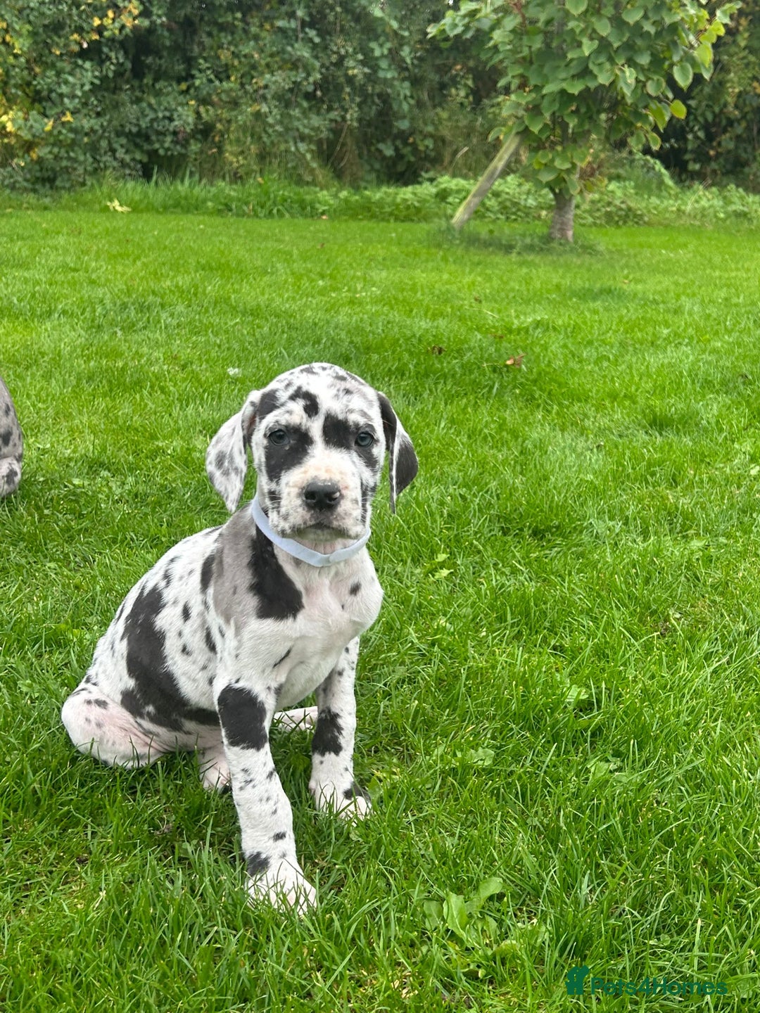 Great Dane dogs for sale: Outstanding litter of Great Danes  - Image 20