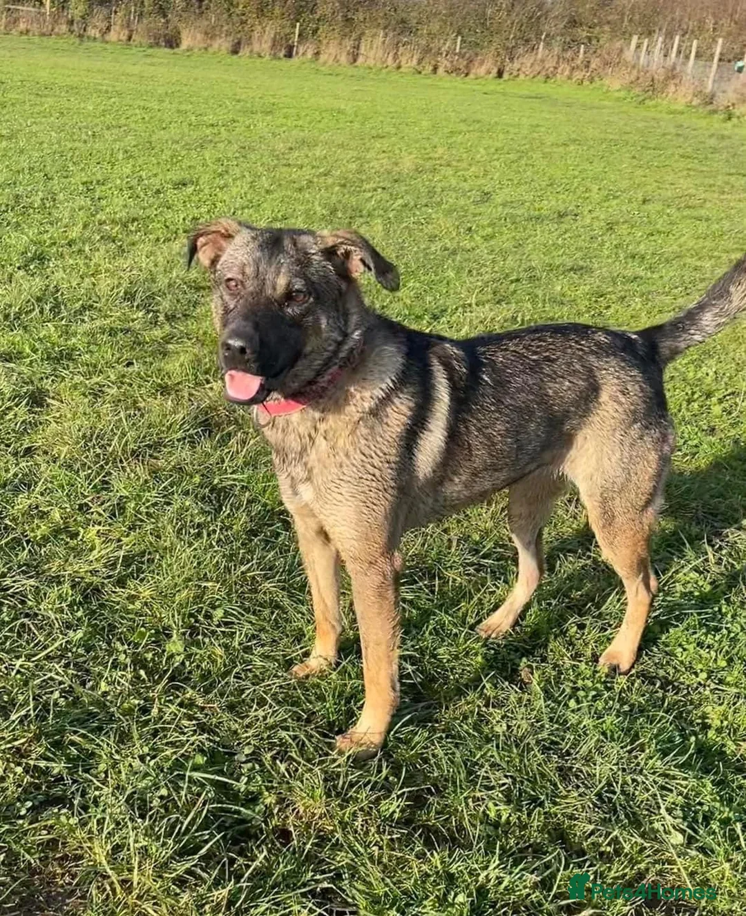 Mixed Breed dogs for adoption: Luna was stood up.... in Kidderminster - Advert 2