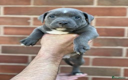 Staffordshire Bull Terrier dogs for sale: Stunning Staffordshire Bullterrier Puppies  - Image 3